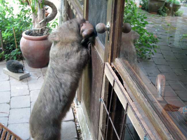 wombat pic